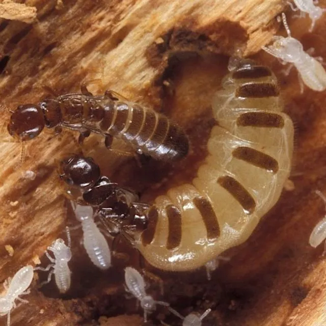 thumbnail for publication: Native Subterranean Termites: Reticulitermes flavipes (Kollar), Reticulitermes virginicus (Banks), Reticulitermes hageni Banks (Insecta: Blattodea: Rhinotermitidae)